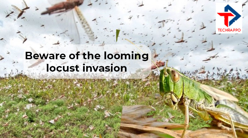 reason-for-desert-locust-attack-after-the-years-in-india