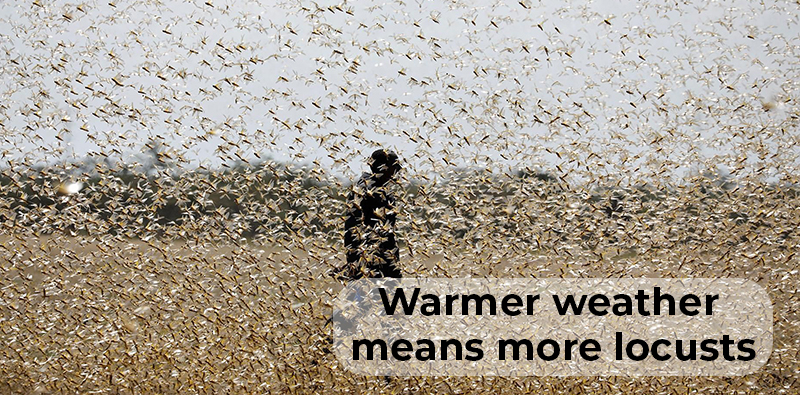 the-weather-now-helps-them-grow-bigger-warmer-weather-makes-more-production