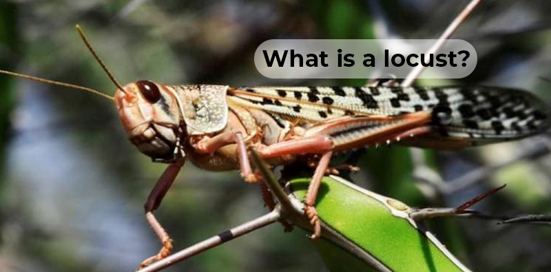 Is-locust-dangerous-what-it-do-where-it-comes 